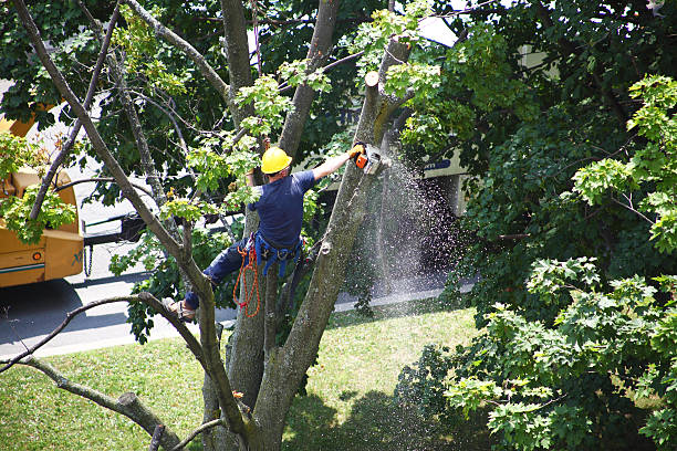 How Our Tree Care Process Works  in  Inglewood, CA